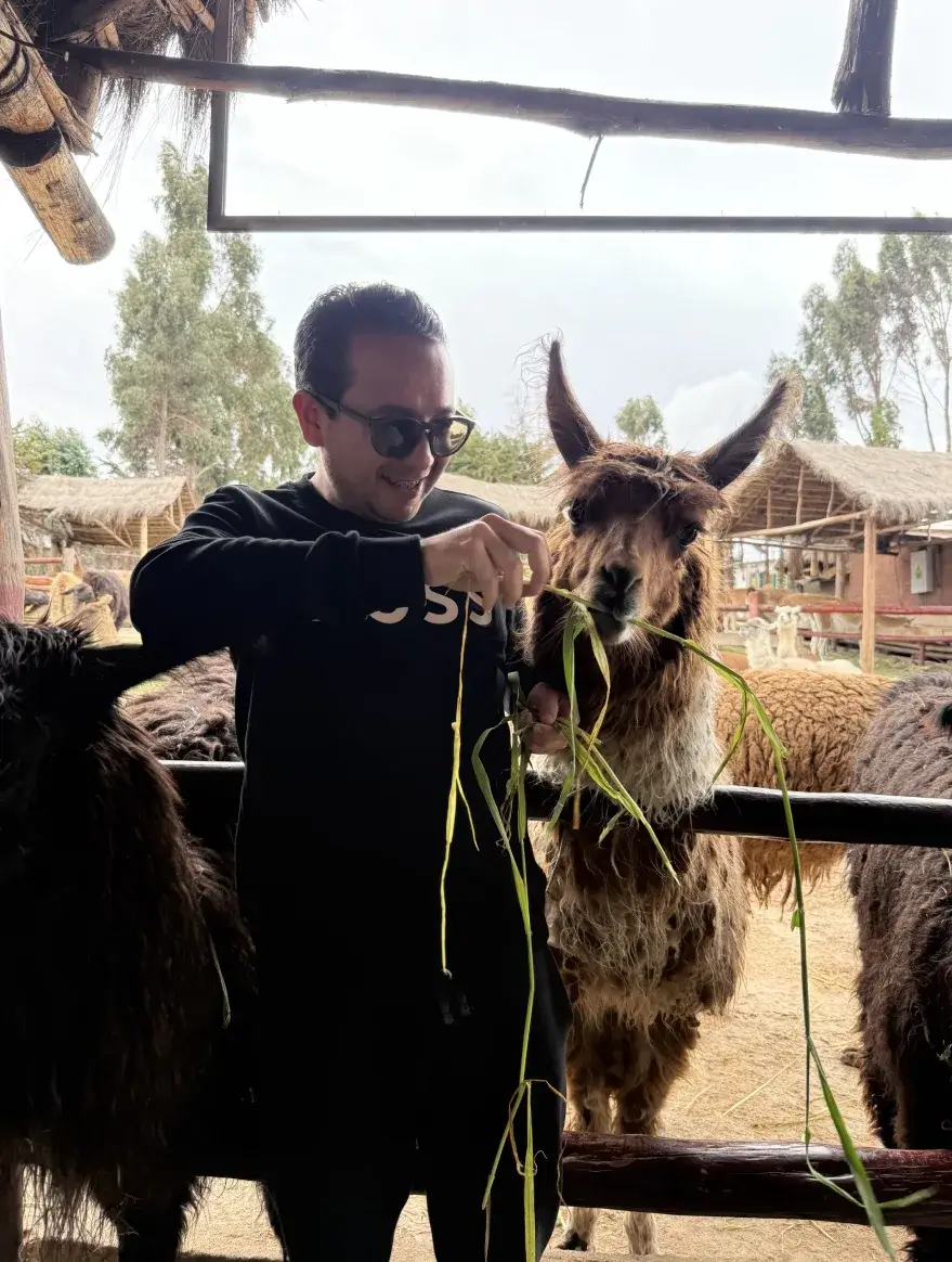 llamas